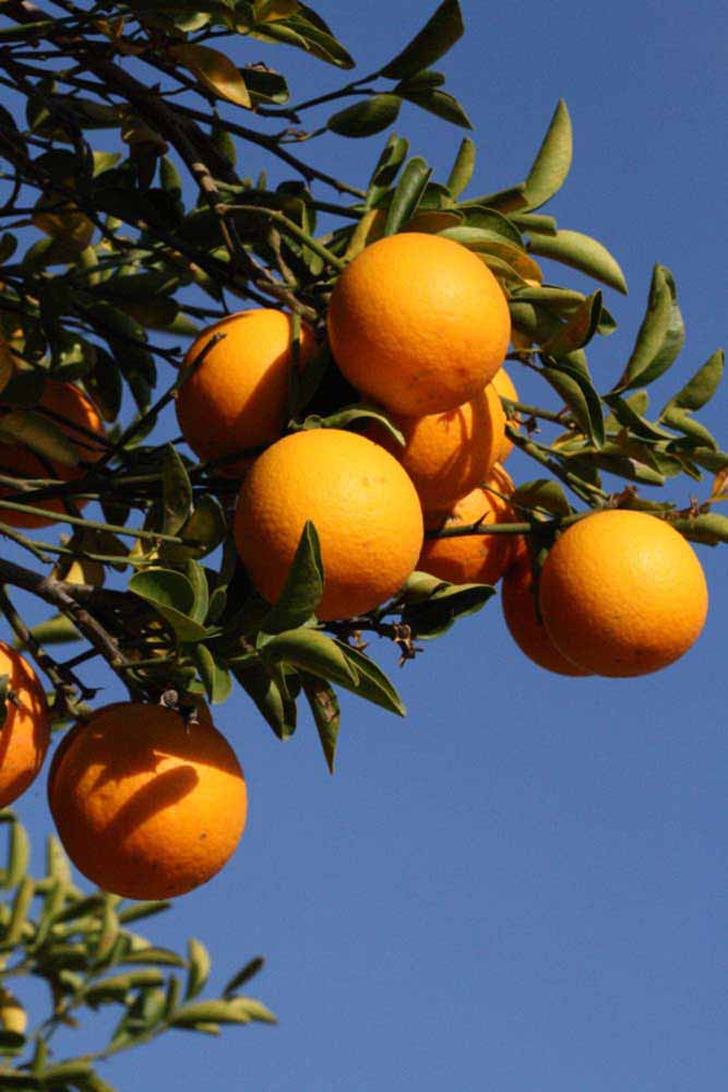            Fruit (Riverside, CA)   